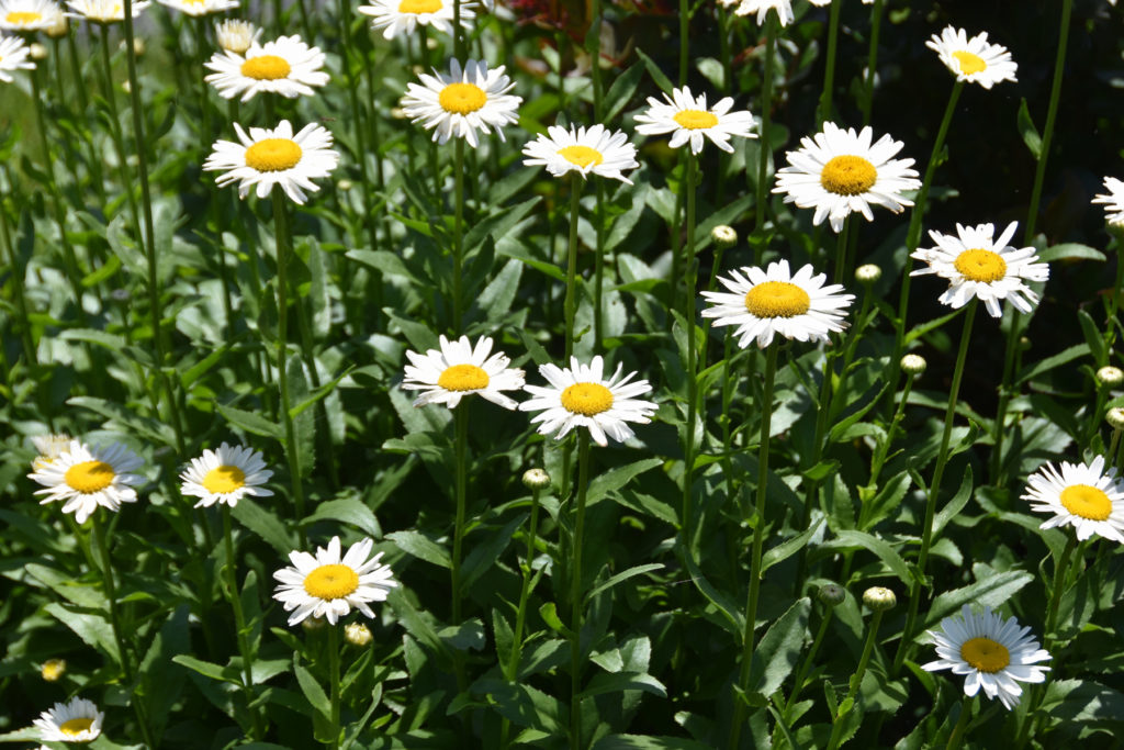 Daisies and a Wren – My Journey – by Doris High