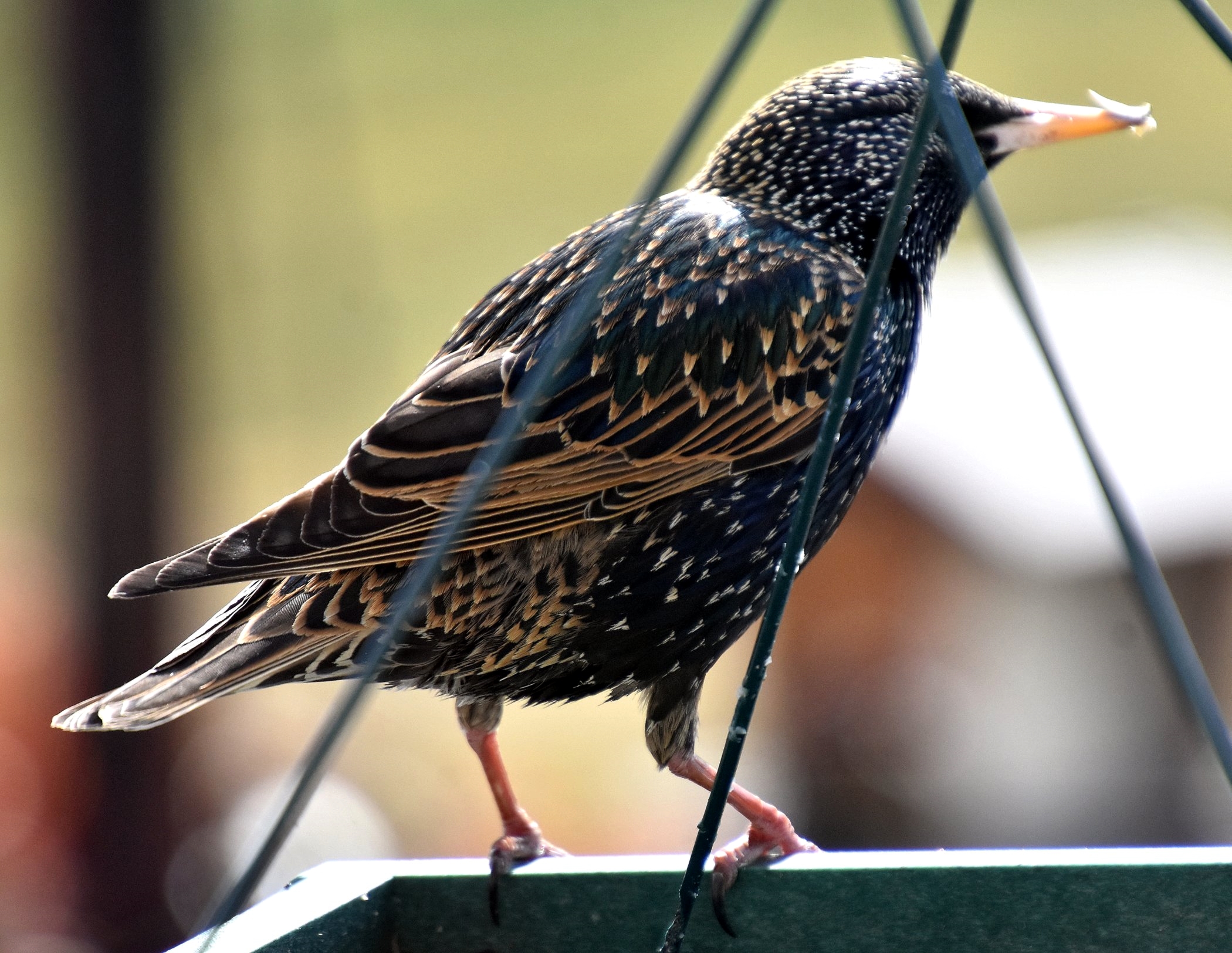 Starling Invasion – My Journey – by Doris High