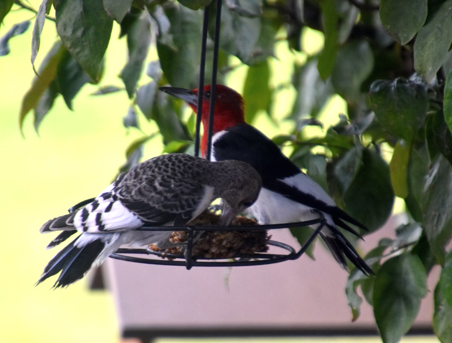 Young Red-Headed Woodpecker – My Journey – by Doris High