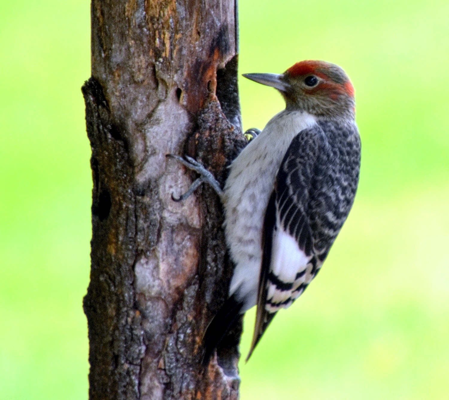 Young Red Headed Woodpecker My Journey By Doris High   18 DSC 0586 InPixio 