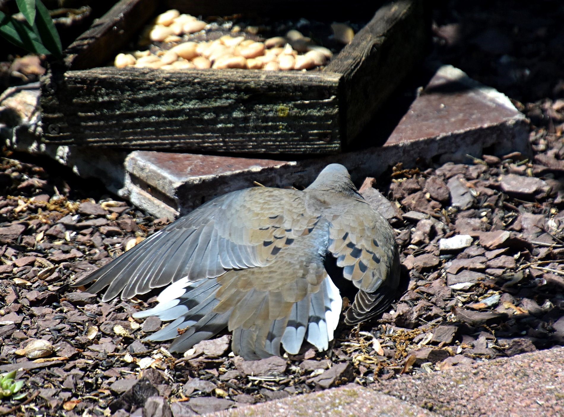 The Doves Are Even Sunbathing in Southeastern Pennsylvania Today – My ...