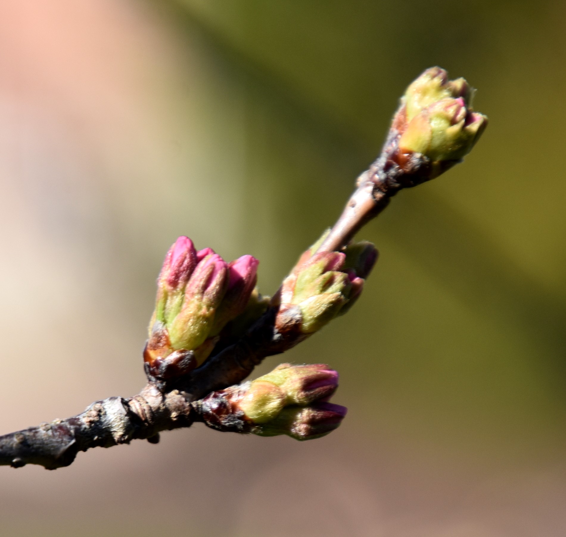 Spring Buds – My Journey – by Doris High