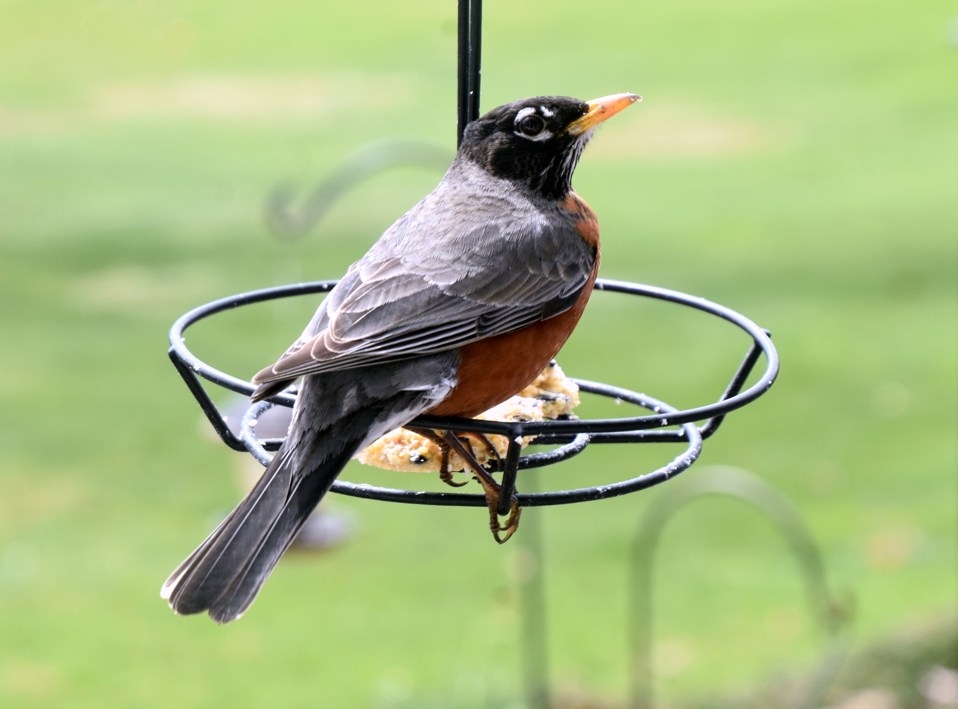 Prapty Robi Outside Our Window and Something to Ponder – My Journey – by Doris High