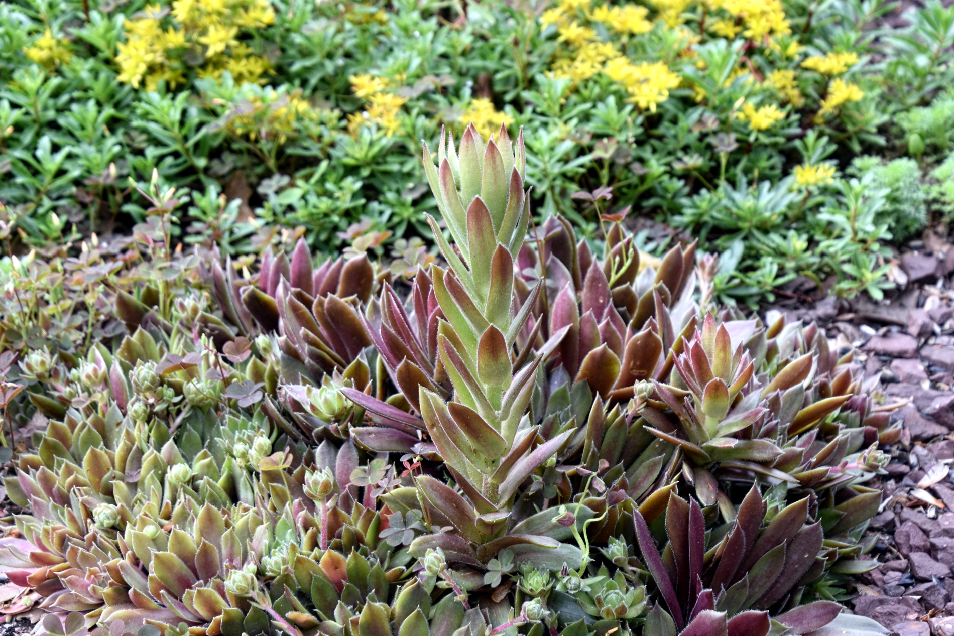Hens And Chicks Succulents My Journey By Doris High 